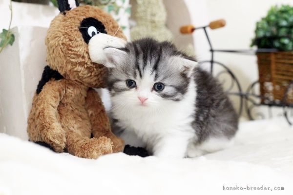 ID:1805-01028の子猫