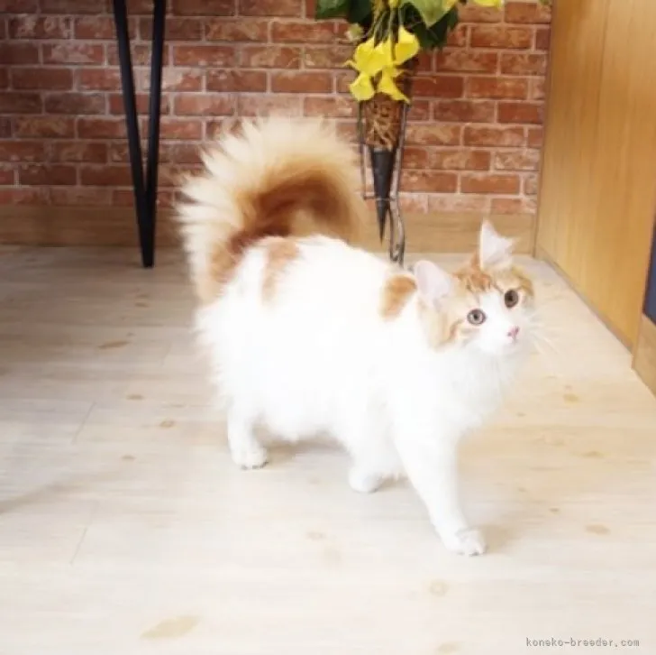 ID:2208-01059の子猫