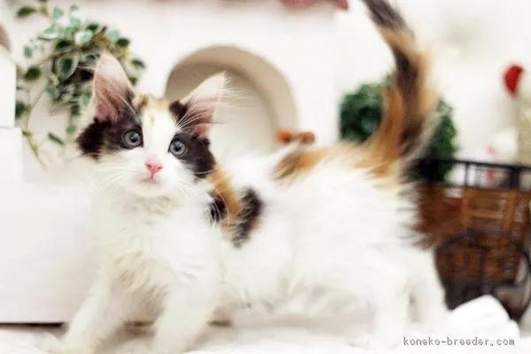 ID：1610-00601の子猫