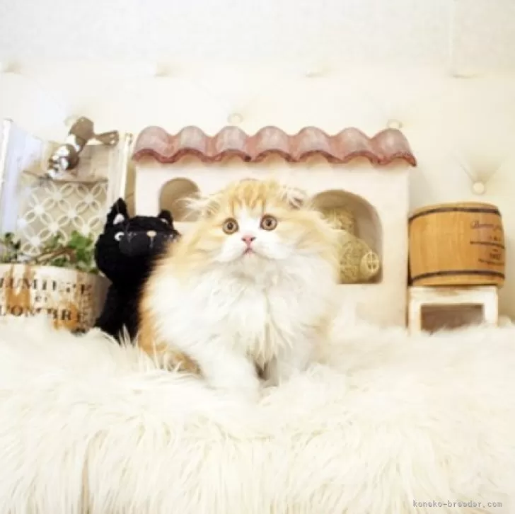 ID：2411-01012の子猫