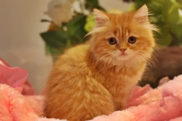 ID:1403-00239の子猫