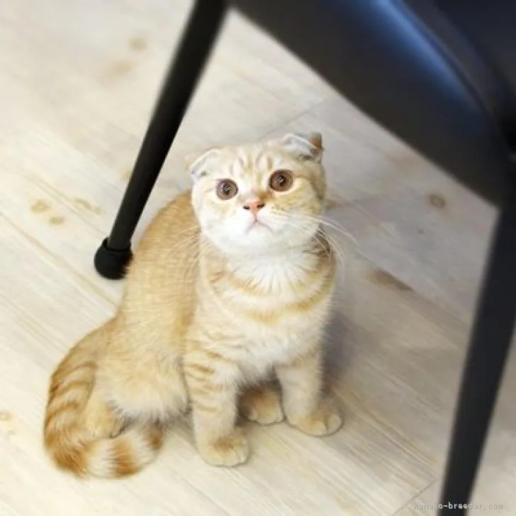 ID:2202-01242の子猫