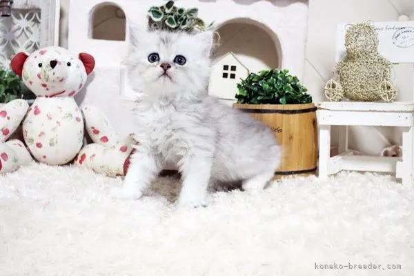 ID：2110-01215の子猫