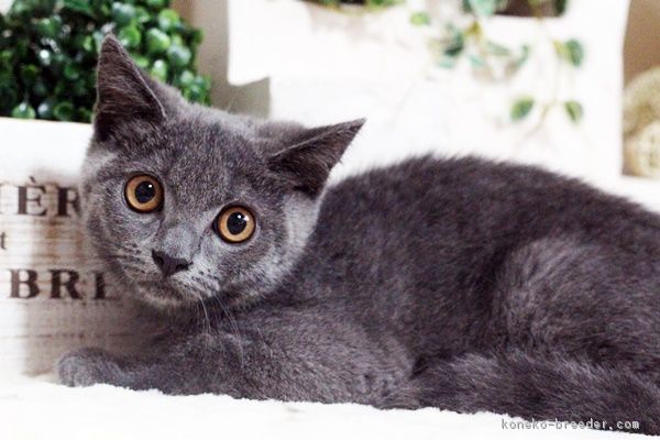ID:1705-01190の子猫