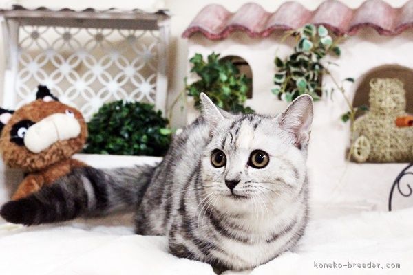 ID:1711-00013の子猫