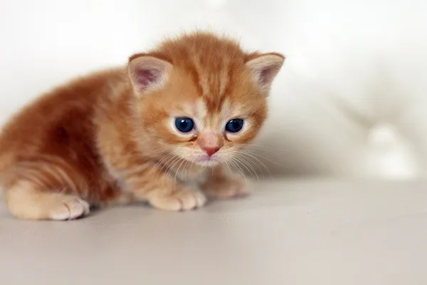 ID:1404-00202の子猫