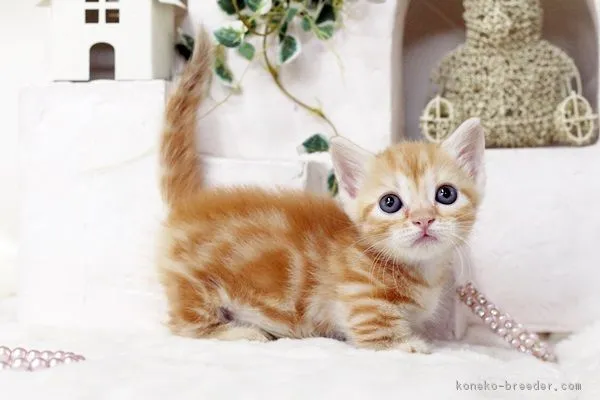 マンチカン【佐賀県・女の子・2016年2月20日・レッドタビー】の写真1