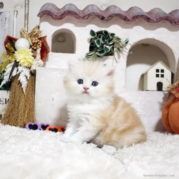 ID:2210-01857の子猫