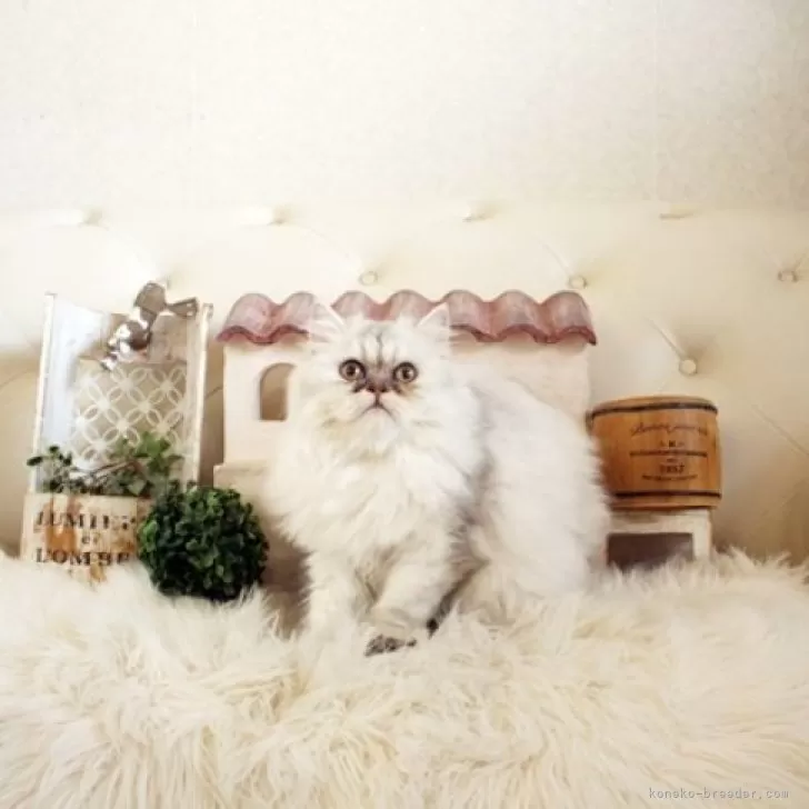 ID:2408-01877の子猫