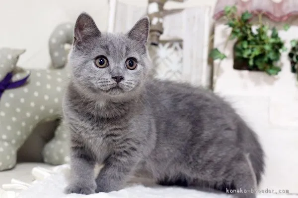 児玉公義 様のお迎えした子猫