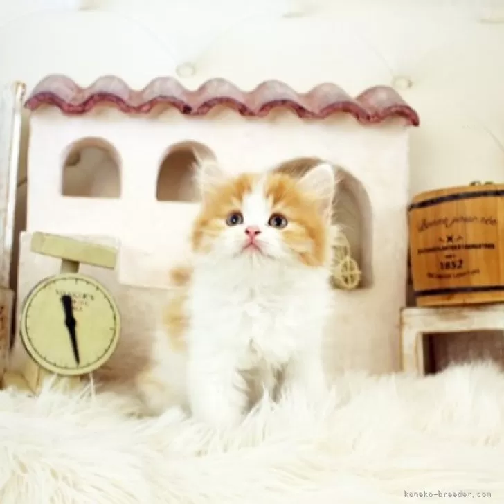 ID:2405-00347の子猫