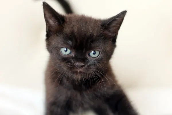 ID:1406-00172の子猫