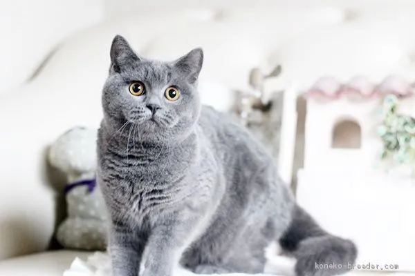 ID：1905-01098の子猫