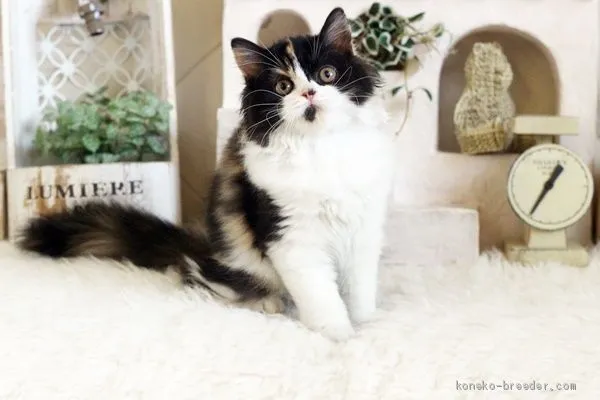 ID:2010-00943の子猫