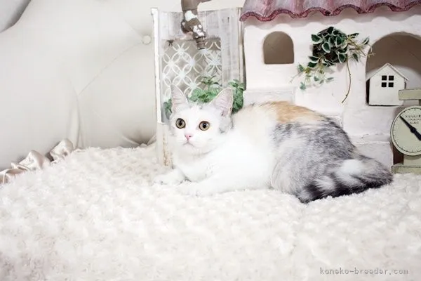 ID:2102-00906の子猫