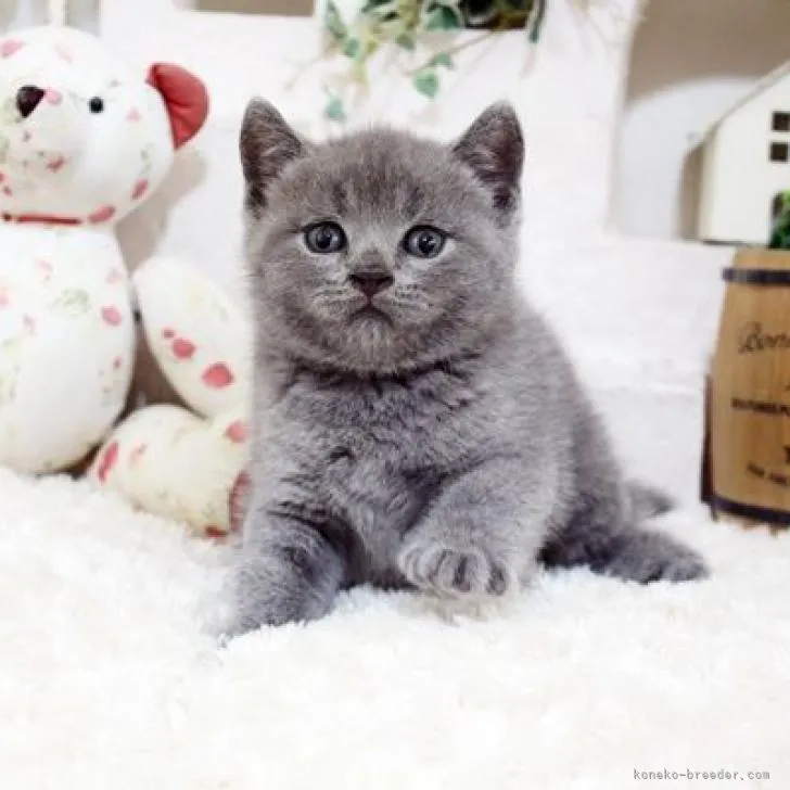 ID:2206-01907の子猫