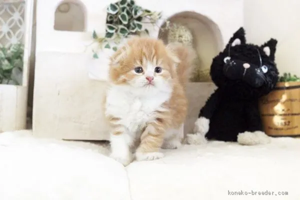 ID:2102-00905の子猫