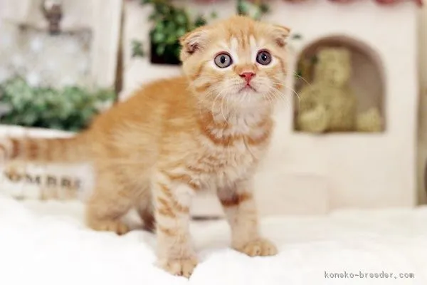 soro 様のお迎えした子猫