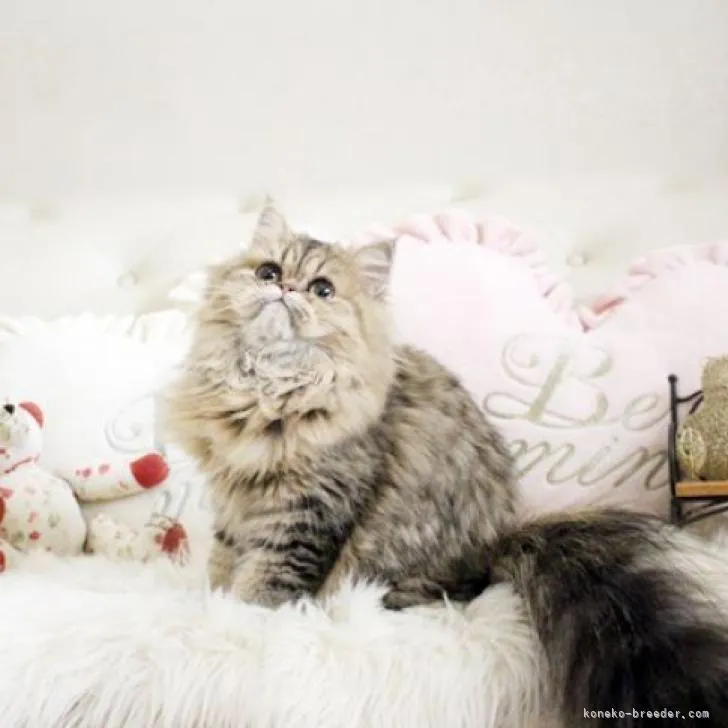 ID：2209-02628の子猫