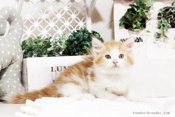 ID:1707-00969の子猫