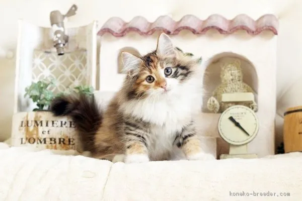 ID:2011-00690の子猫