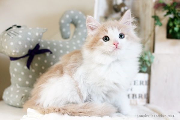 ID:1803-00357の子猫