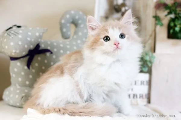 りんご飴 様のお迎えした子猫