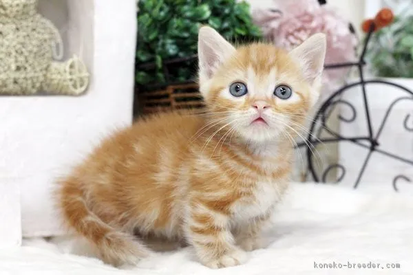 ID：1603-00647の子猫