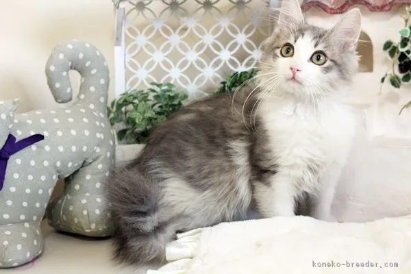 ID：1702-00411の子猫