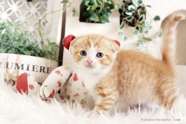 ID:1802-00973の子猫