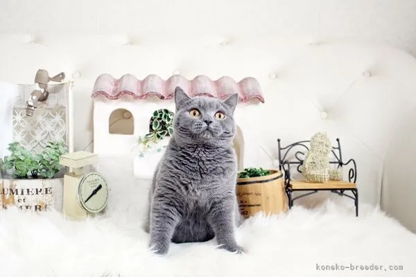 ID：2111-00848の子猫