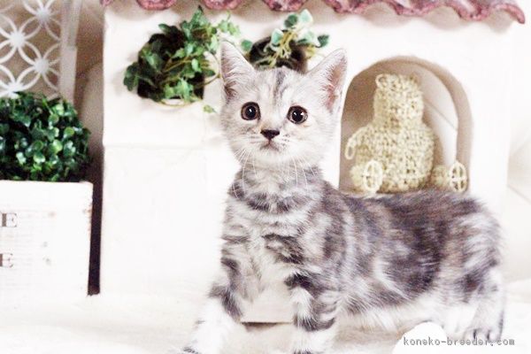 ID:1707-00772の子猫