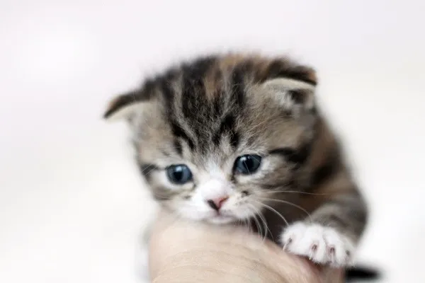 ID:1404-00124の子猫