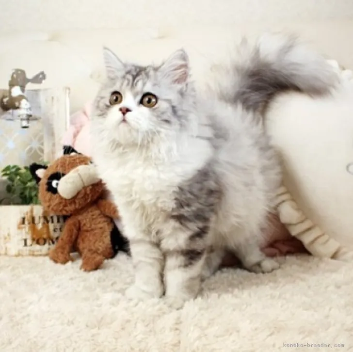 ID：2302-00539の子猫