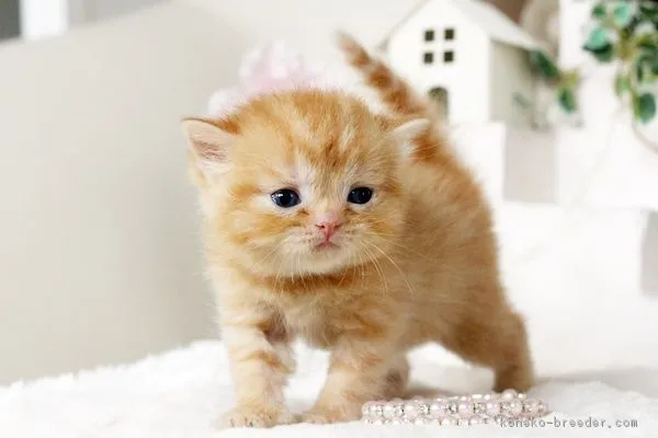 ID：1606-00004の子猫