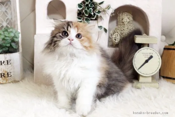 ID:2011-00814の子猫