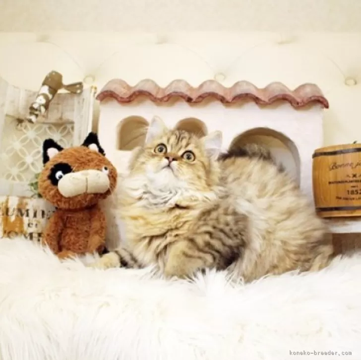 ID:2408-01874の子猫