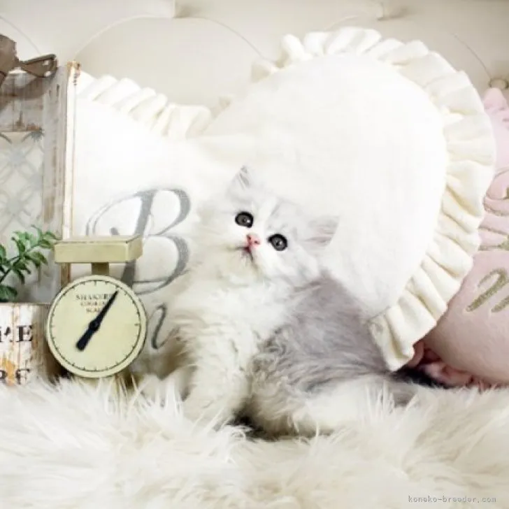 ID：2310-02600の子猫