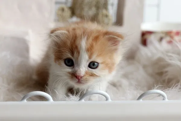 ID：1311-00068の子猫