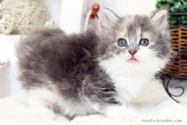 くまさん 様のお迎えした子猫