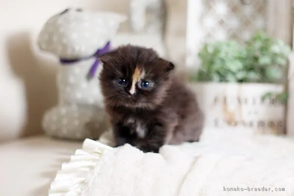 ちゃーじぃ 様のお迎えした子猫