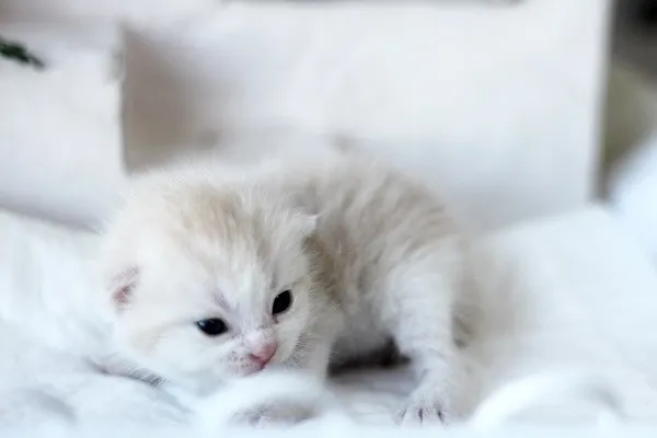 スコティッシュフォールド【佐賀県・男の子・2014年3月18日・クリームタビー】の写真1