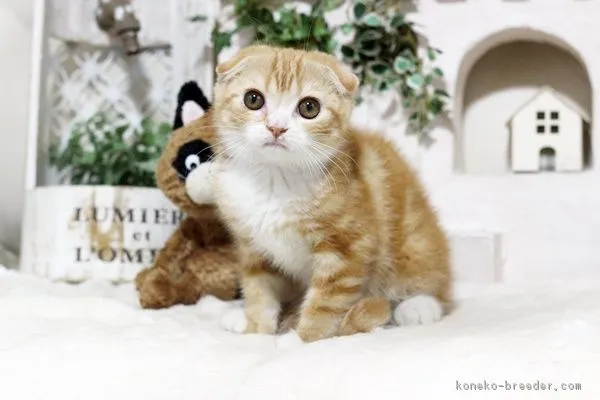 ID:1812-00236の子猫