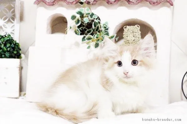 西川 様のお迎えした子猫