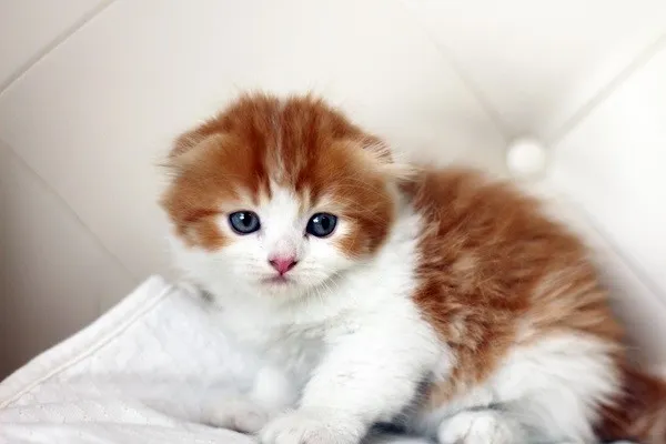 ID：1406-00173の子猫