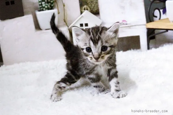 ID：1510-00123の子猫