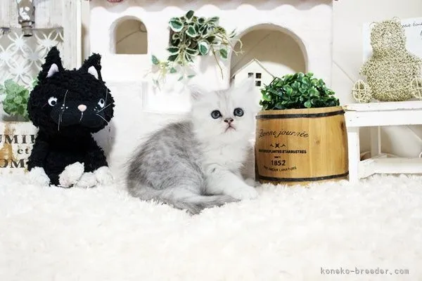 ID：2110-01214の子猫