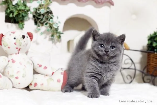 まるふく 様のお迎えした子猫