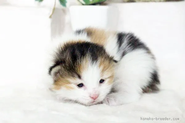 さっちゃん 様のお迎えした子猫