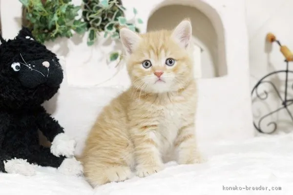 ID：1910-00564の子猫